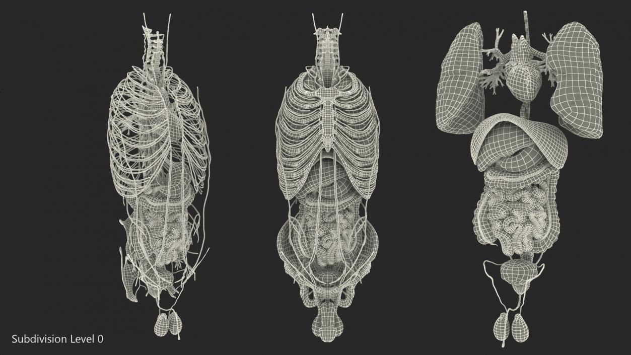 3D Male Torso and Internal Organs Anatomy model