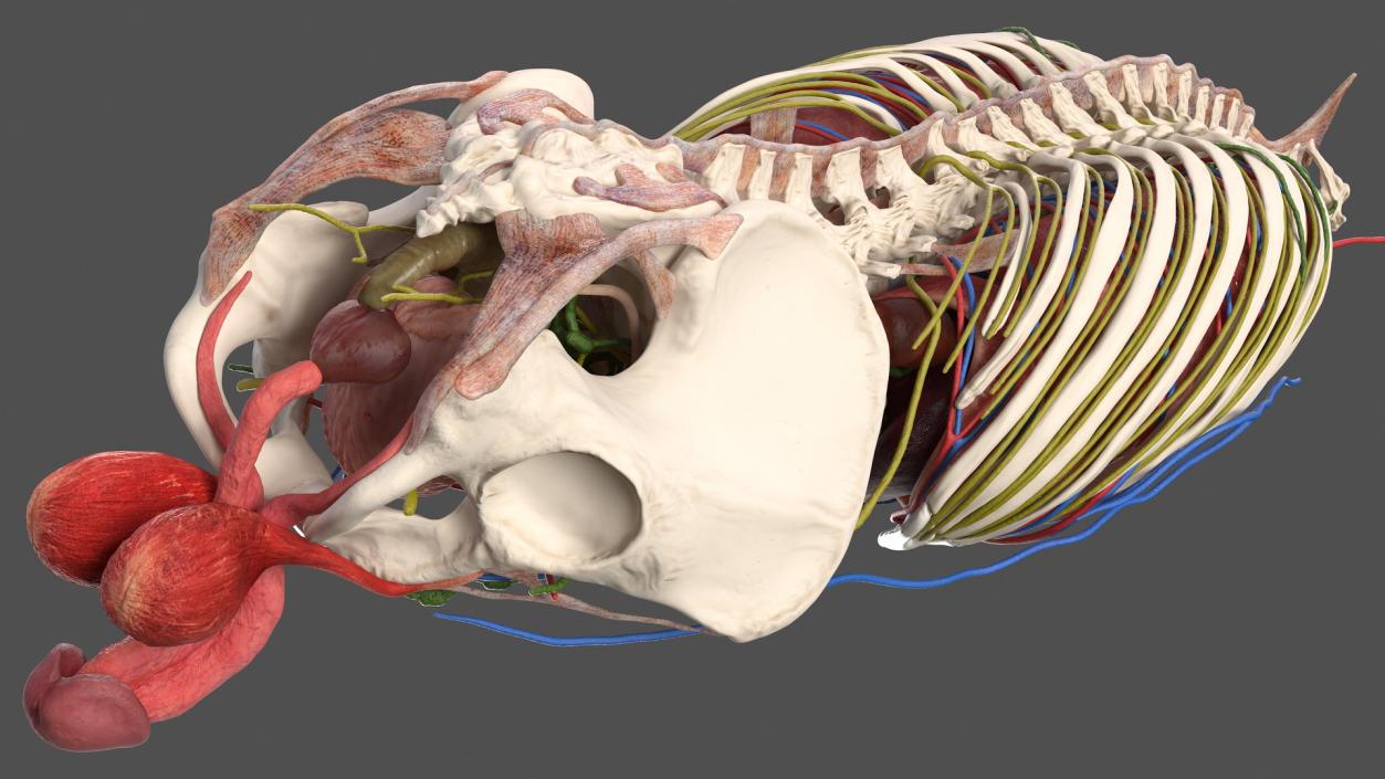 3D Male Torso and Internal Organs Anatomy model