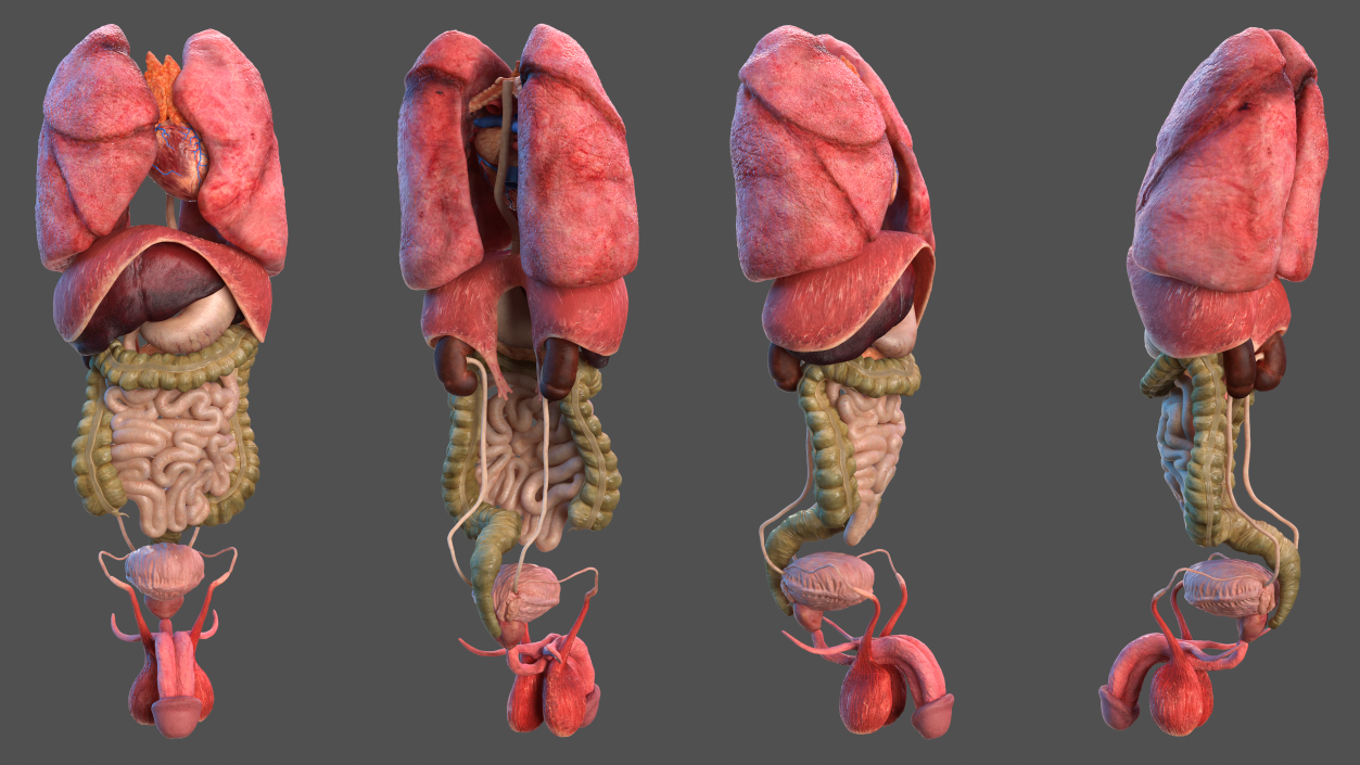 3D Male Torso and Internal Organs Anatomy model