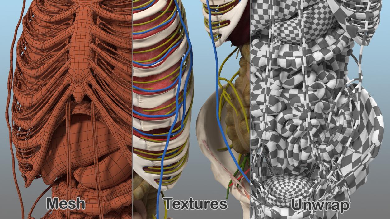 3D Male Torso and Internal Organs Anatomy model