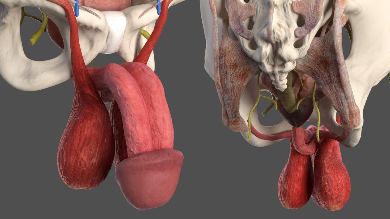 3D Male Torso and Internal Organs Anatomy model