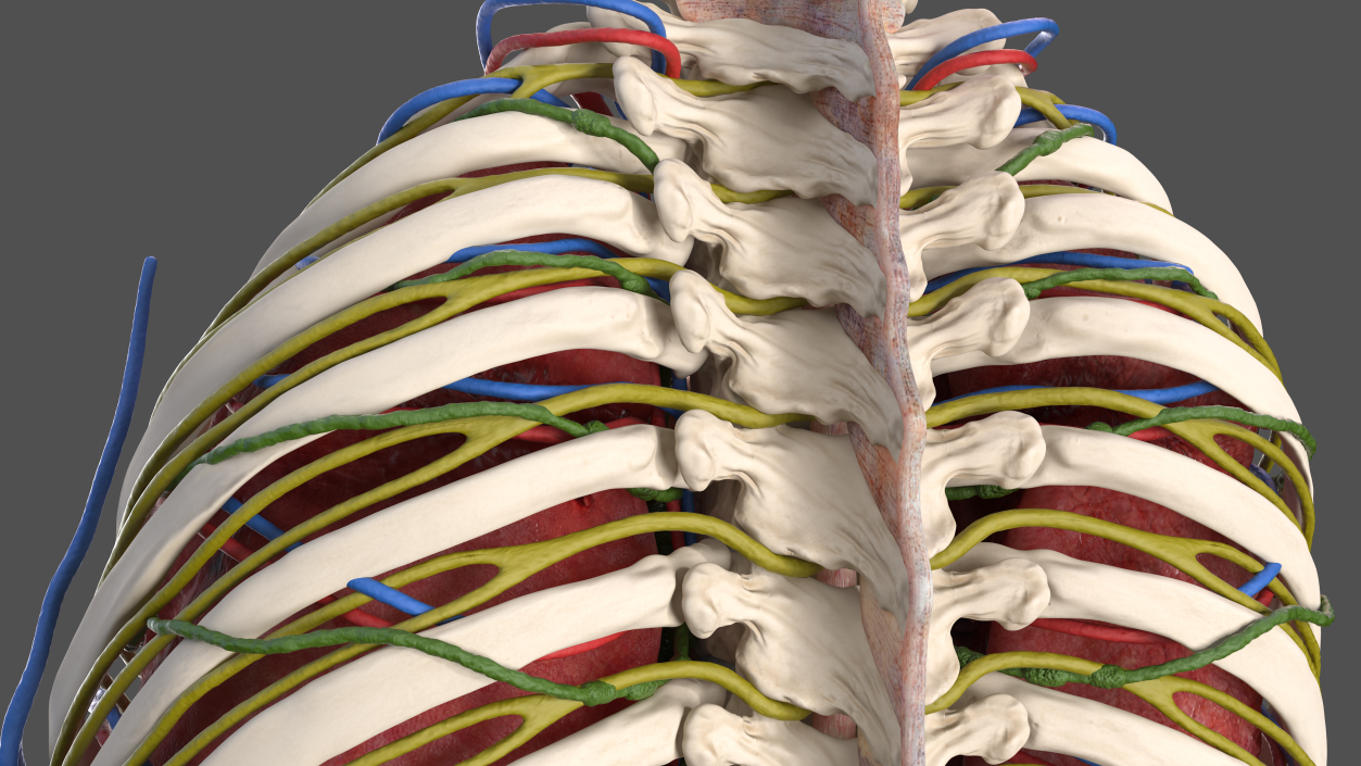 3D Male Torso and Internal Organs Anatomy model