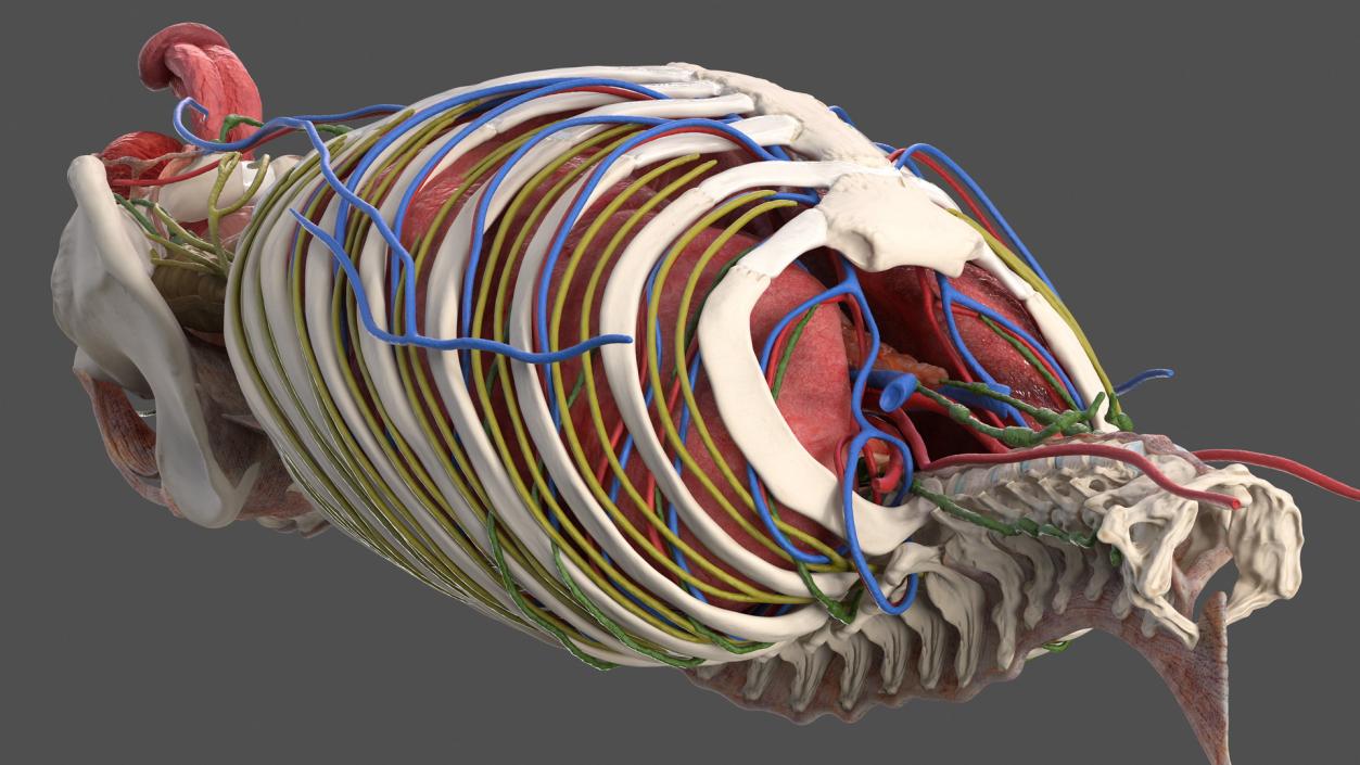 3D Male Torso and Internal Organs Anatomy model