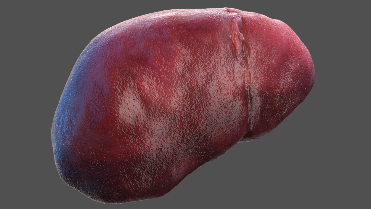 3D Male Torso and Internal Organs Anatomy model