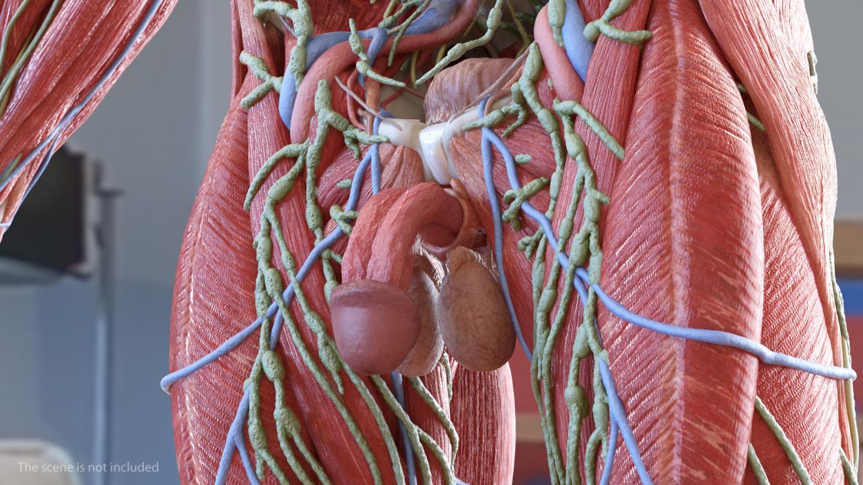 3D Male Torso and Internal Organs Anatomy model