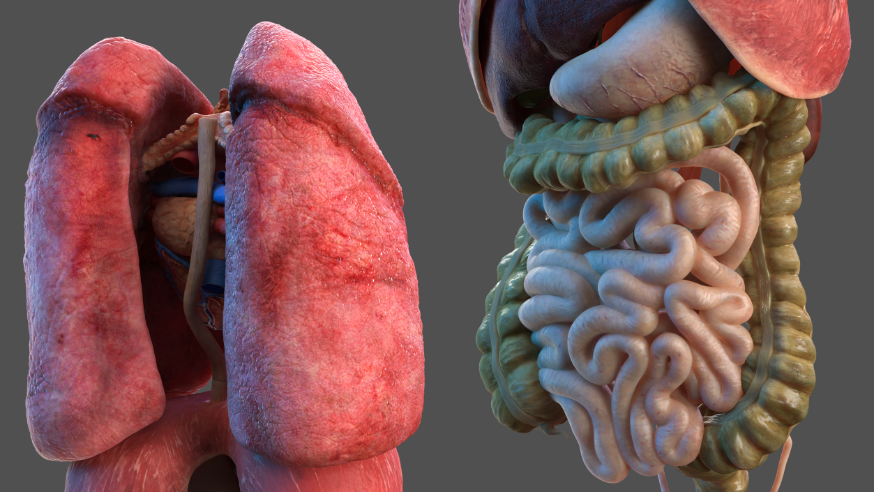 3D Male Torso and Internal Organs Anatomy model