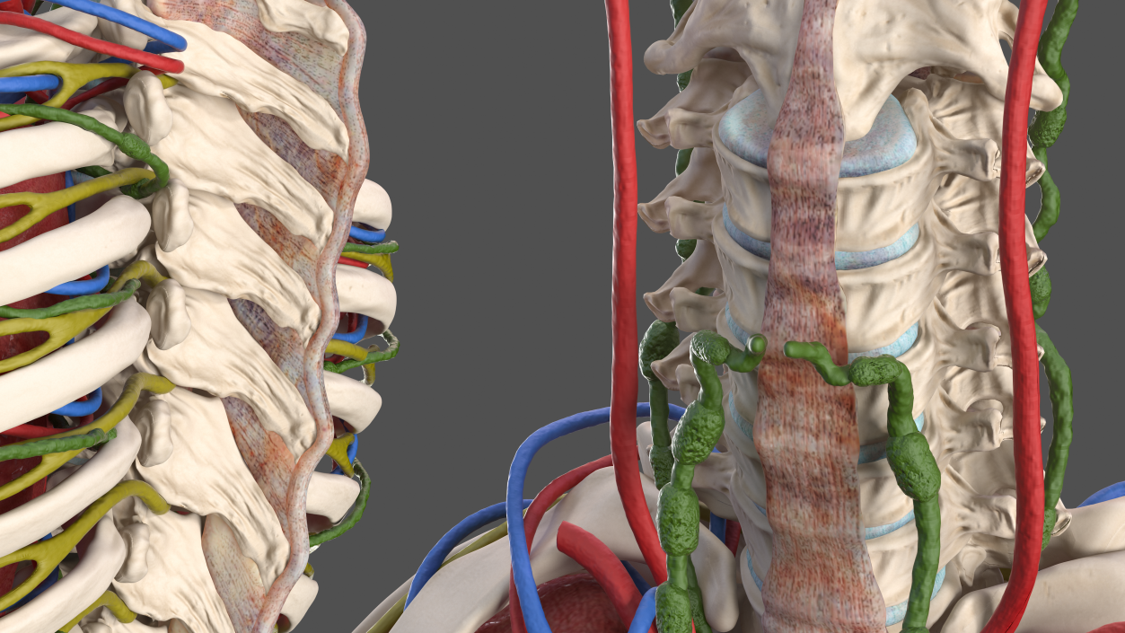 3D Male Torso and Internal Organs Anatomy model