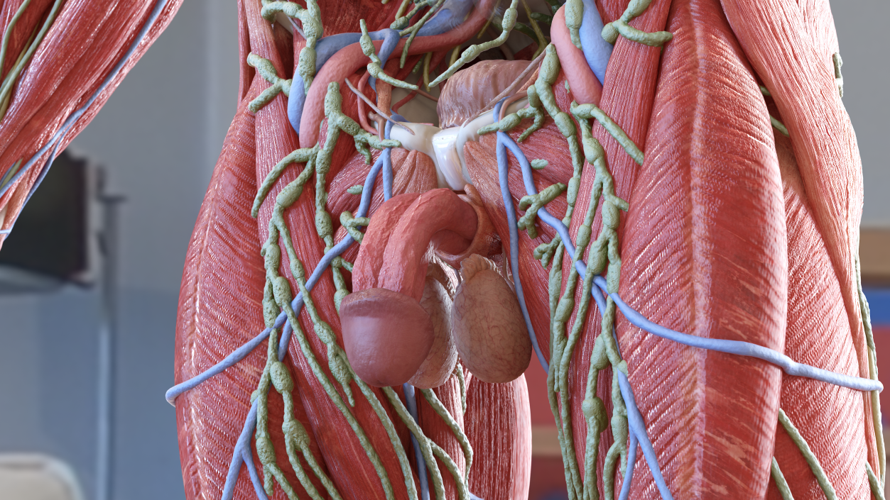 3D Male Torso and Internal Organs Anatomy model