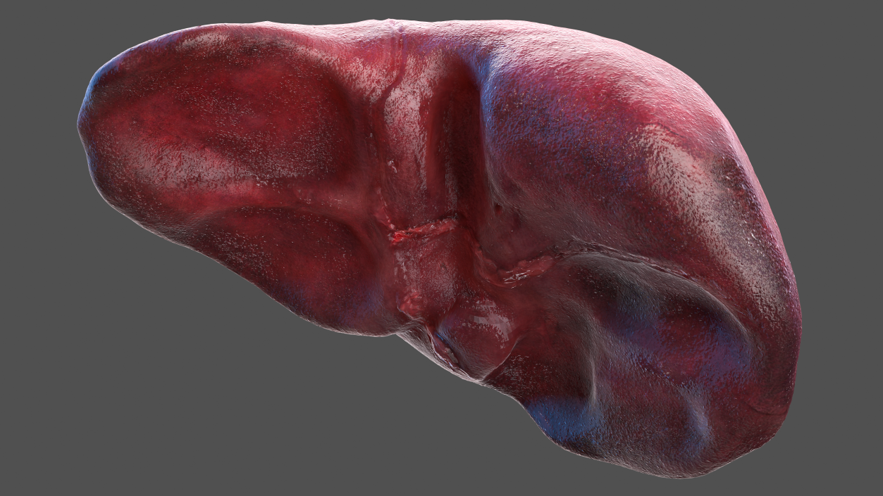 3D Male Torso and Internal Organs Anatomy model