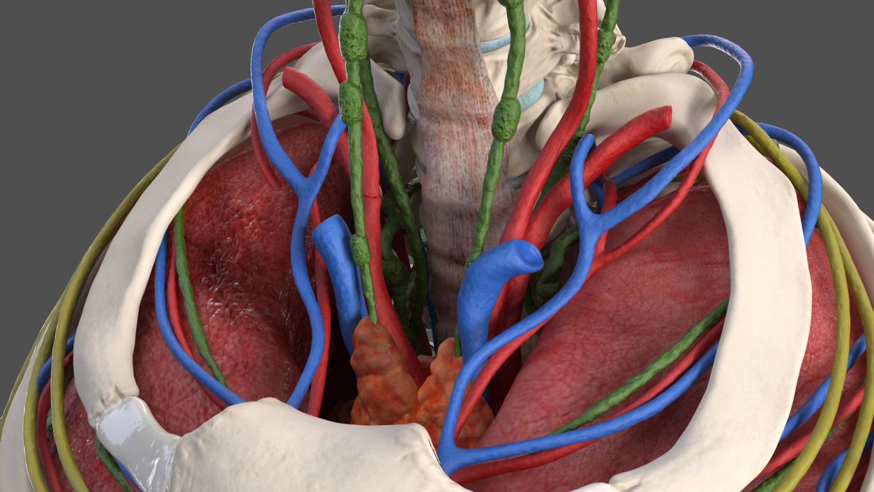 3D Male Torso and Internal Organs Anatomy model