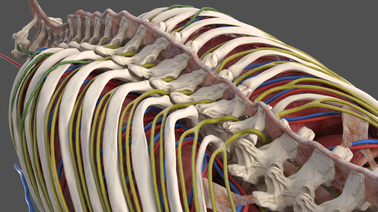 3D Male Torso and Internal Organs Anatomy model