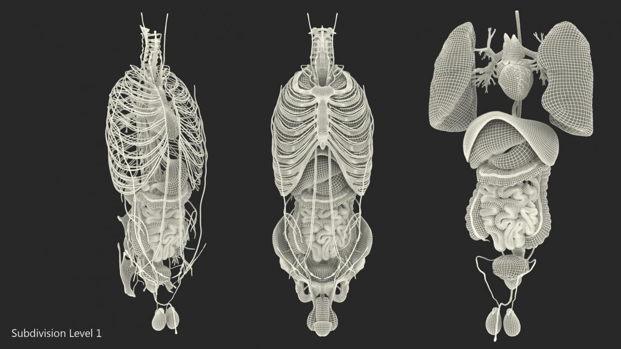 3D Male Torso and Internal Organs Anatomy model