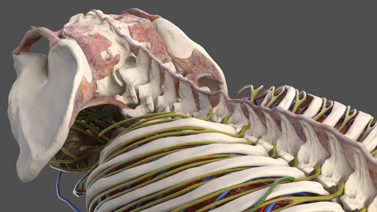 3D Male Torso and Internal Organs Anatomy model