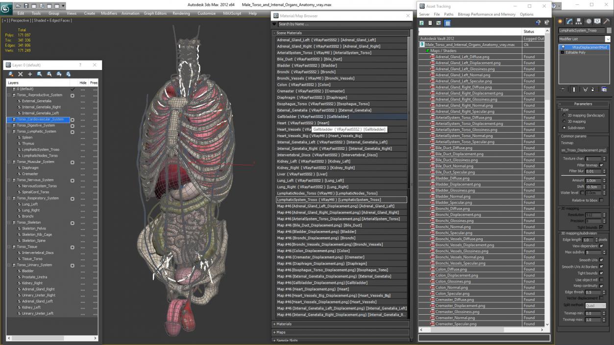 3D Male Torso and Internal Organs Anatomy model