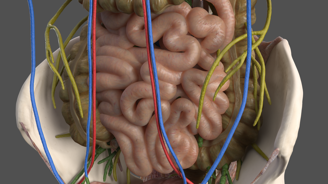 3D Male Torso and Internal Organs Anatomy model