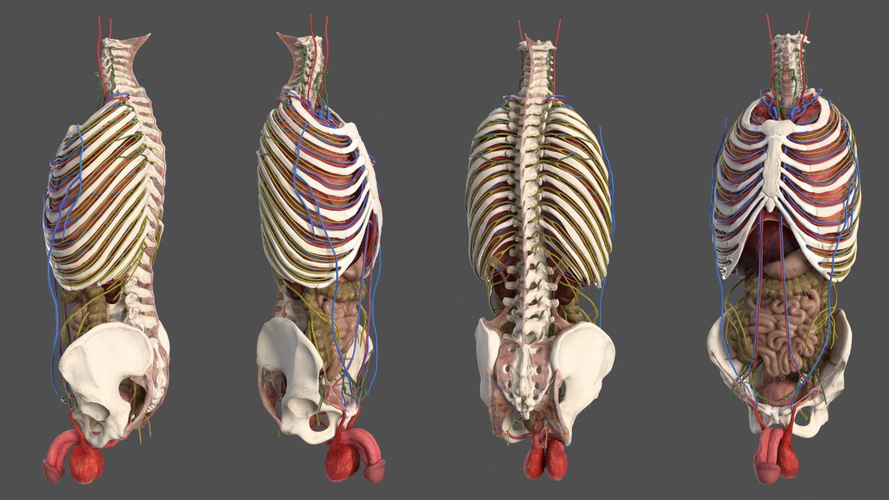 3D Male Torso and Internal Organs Anatomy model