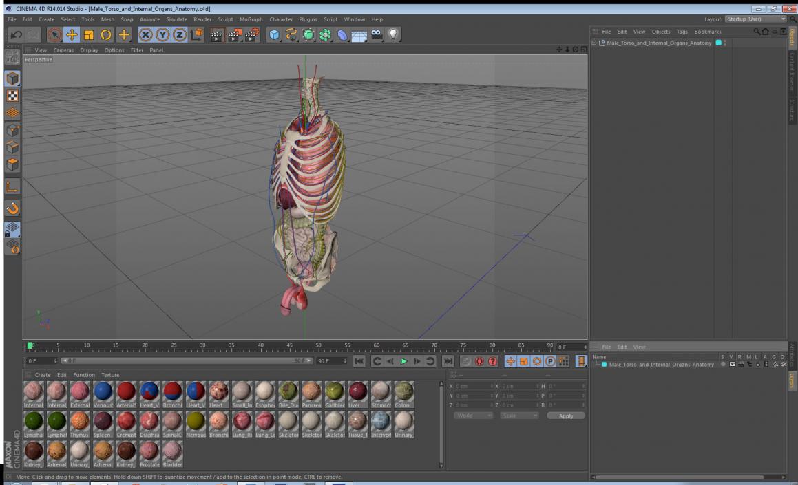 3D Male Torso and Internal Organs Anatomy model