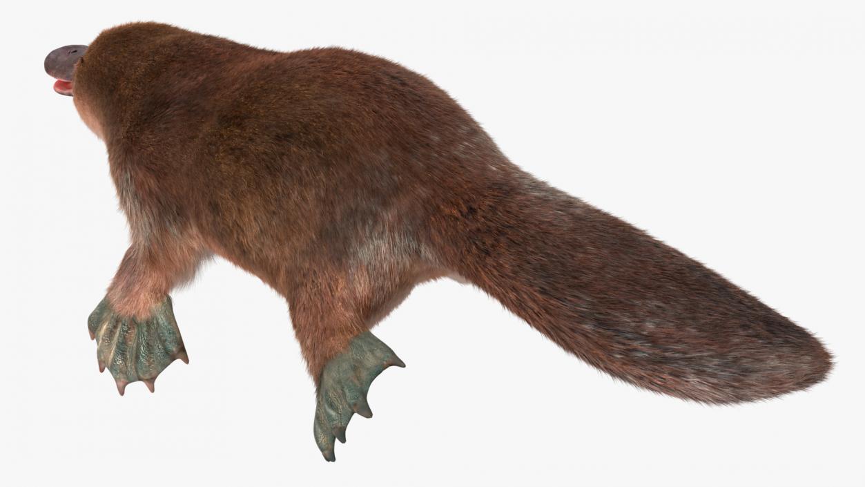 3D Duck Billed Platypus Fur Rigged