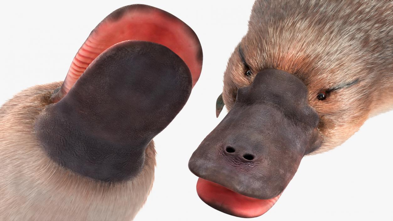 3D Duck Billed Platypus Fur Rigged