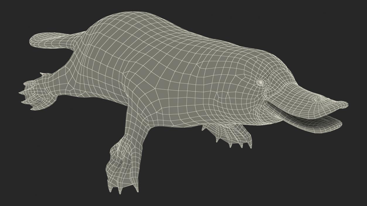 3D Duck Billed Platypus Fur Rigged