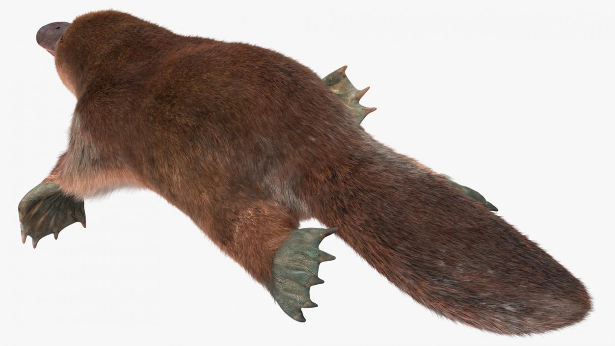 3D Duck Billed Platypus Fur Rigged