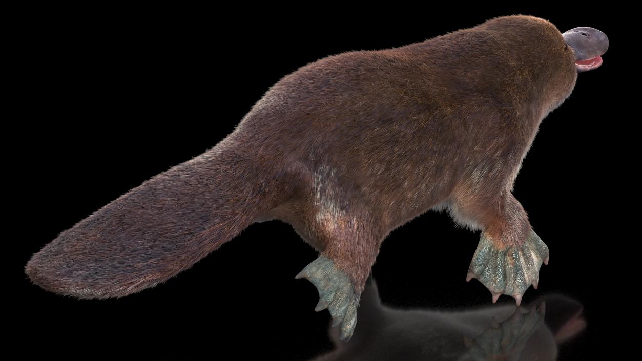 3D Duck Billed Platypus Fur Rigged