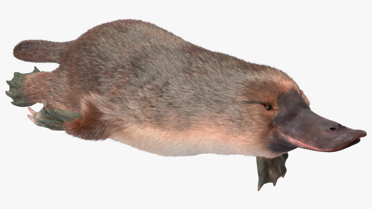 3D Duck Billed Platypus Fur Rigged