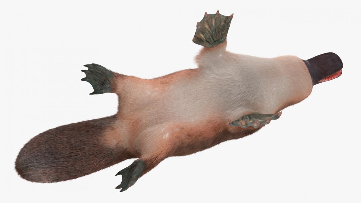 3D Duck Billed Platypus Fur Rigged