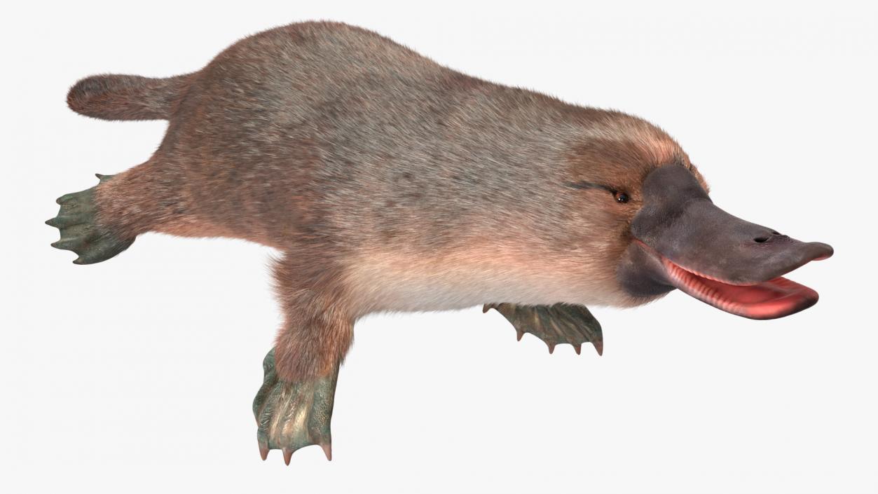 3D Duck Billed Platypus Fur Rigged