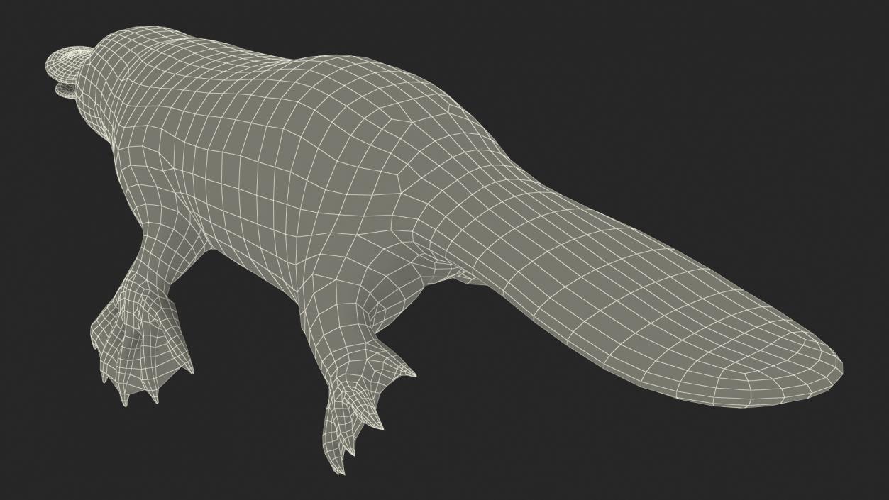 3D Duck Billed Platypus Fur Rigged