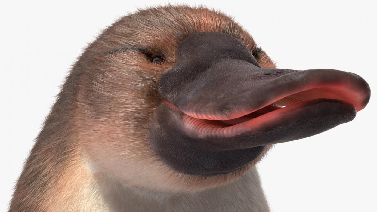 3D Duck Billed Platypus Fur Rigged