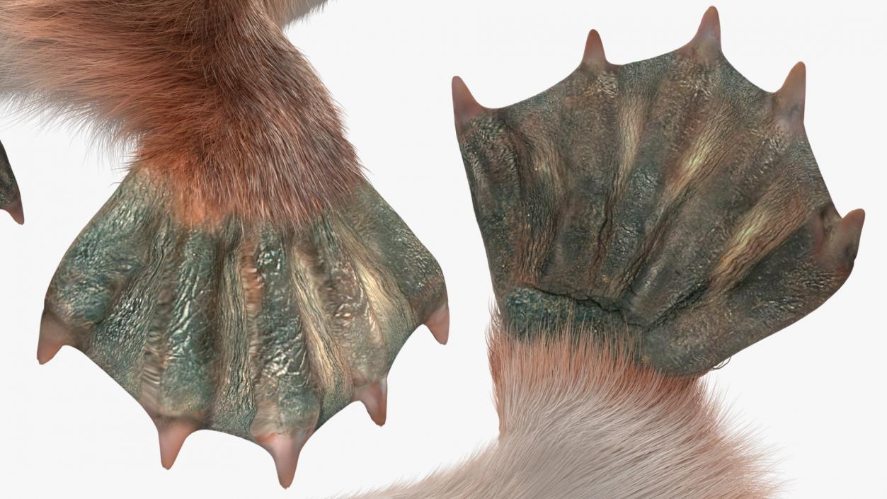 3D Duck Billed Platypus Fur Rigged