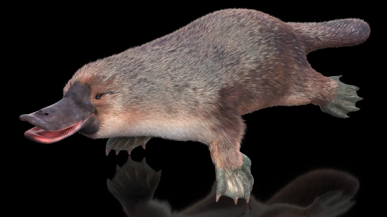 3D Duck Billed Platypus Fur Rigged