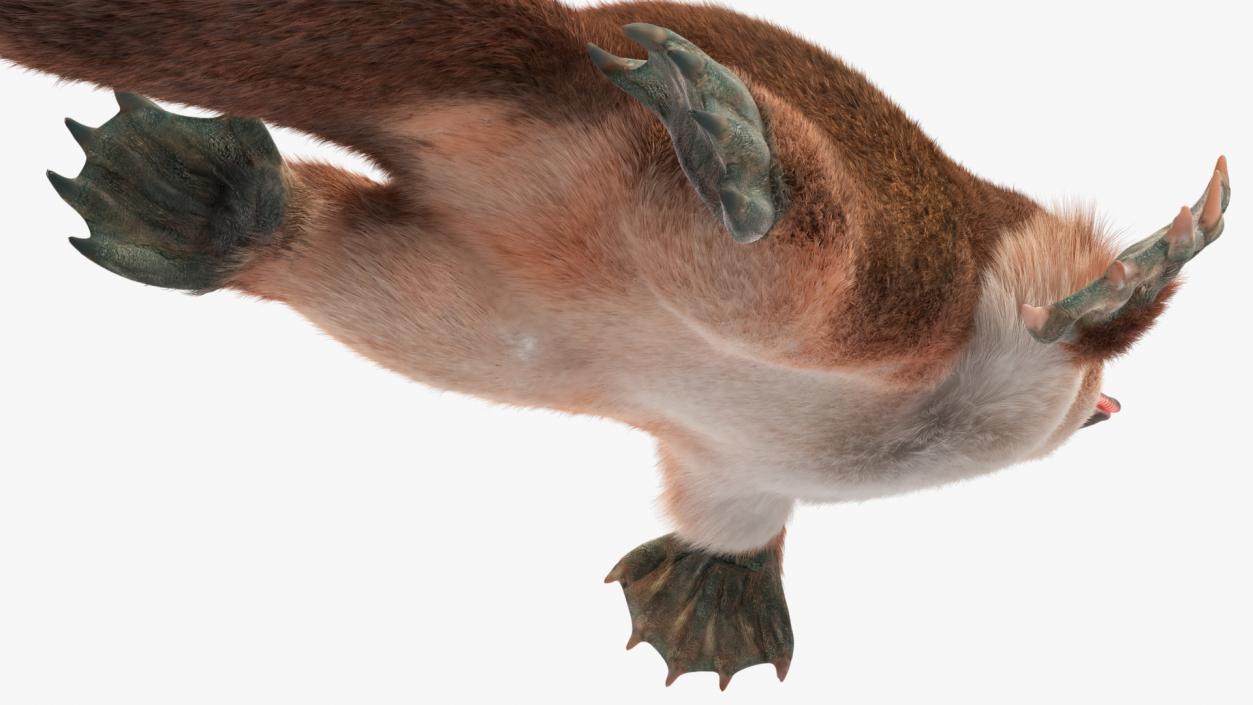 3D Duck Billed Platypus Fur Rigged