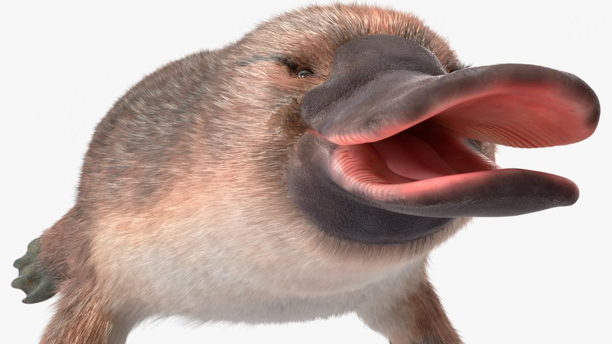 3D Duck Billed Platypus Fur Rigged