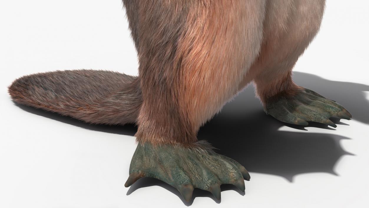 3D Duck Billed Platypus Fur Rigged