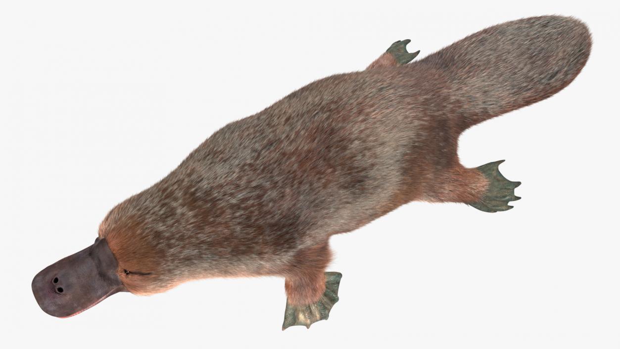 3D Duck Billed Platypus Fur Rigged