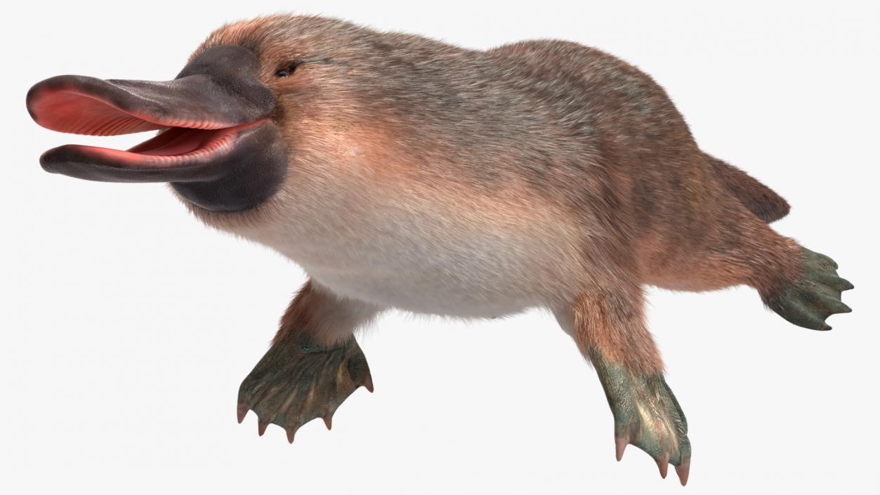 3D Duck Billed Platypus Fur Rigged