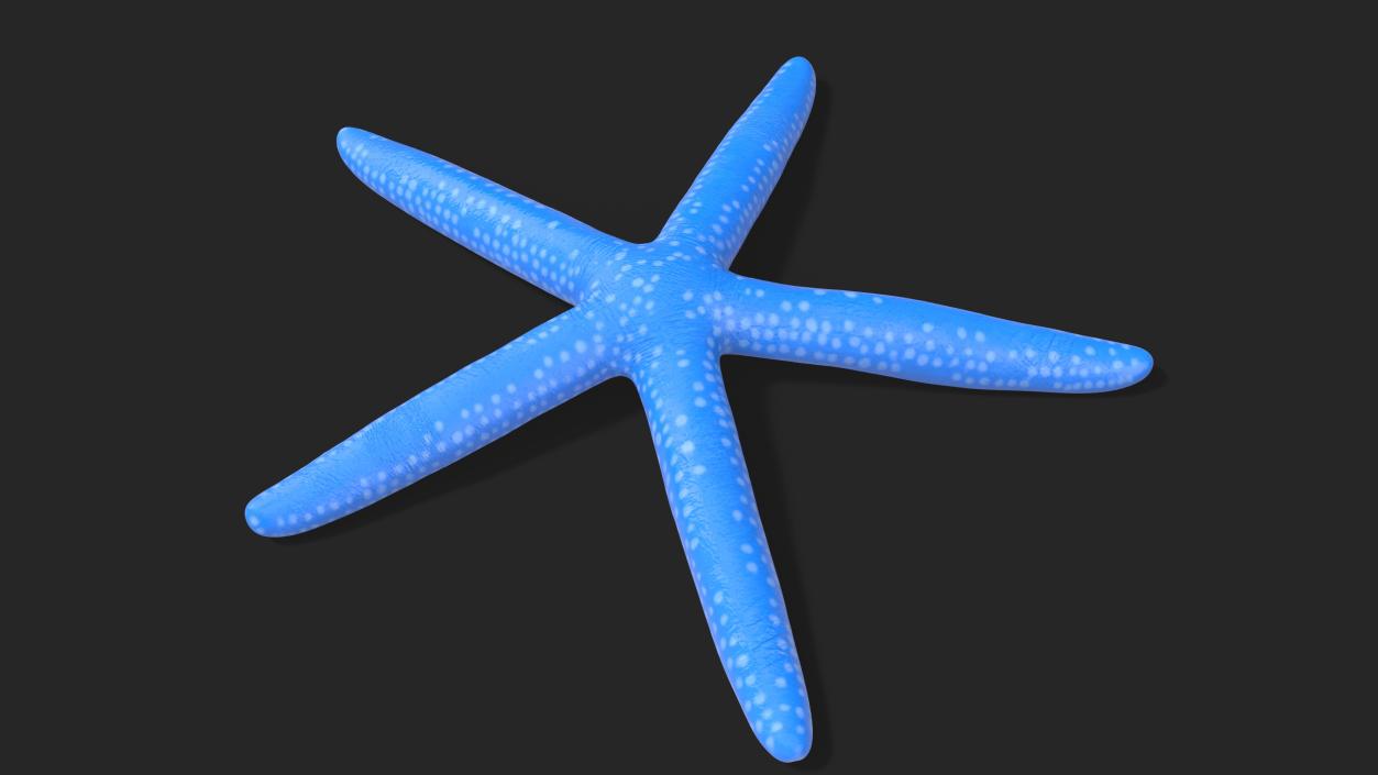 3D model Blue Sea Star 2