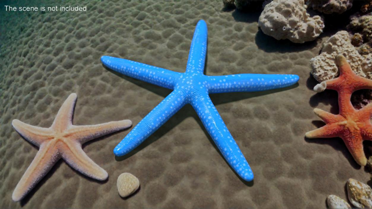 3D model Blue Sea Star 2