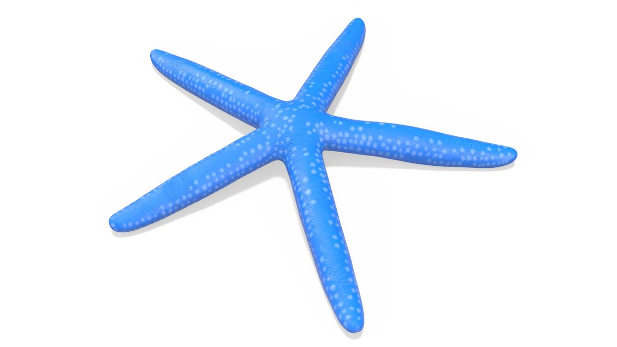 3D model Blue Sea Star 2