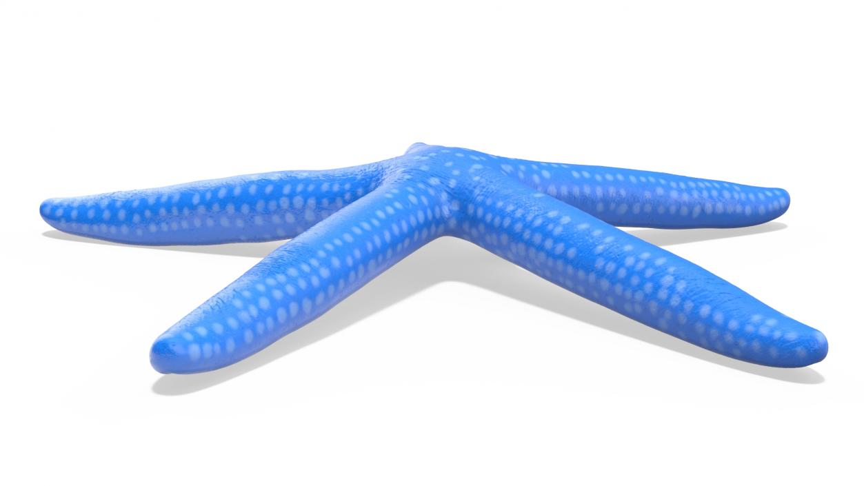 3D model Blue Sea Star 2