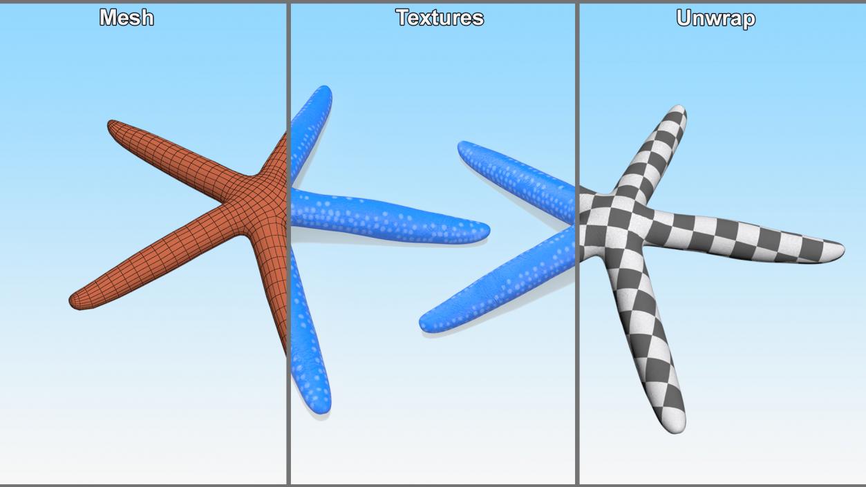 3D model Blue Sea Star 2