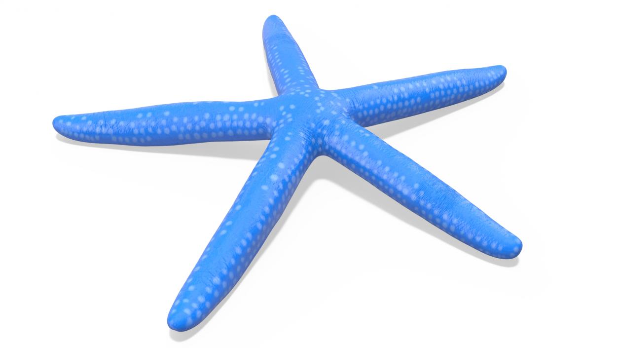 3D model Blue Sea Star 2