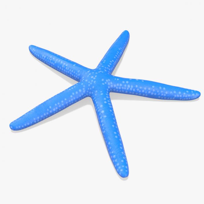 3D model Blue Sea Star 2