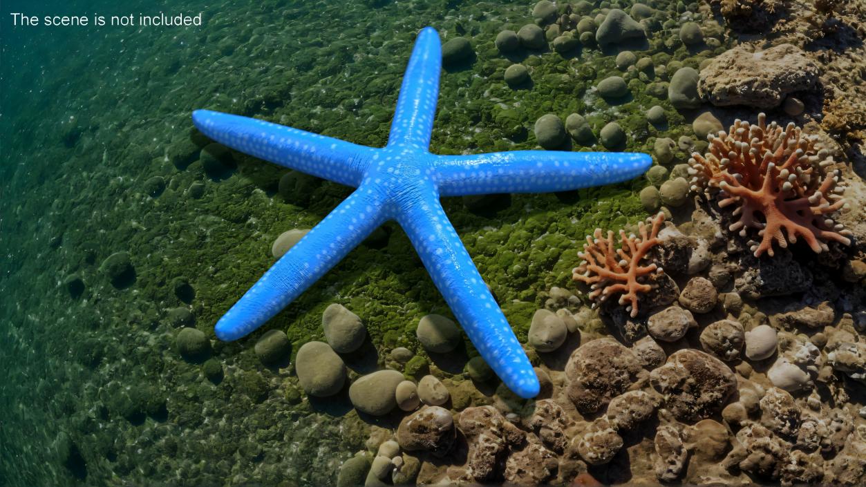 3D model Blue Sea Star 2