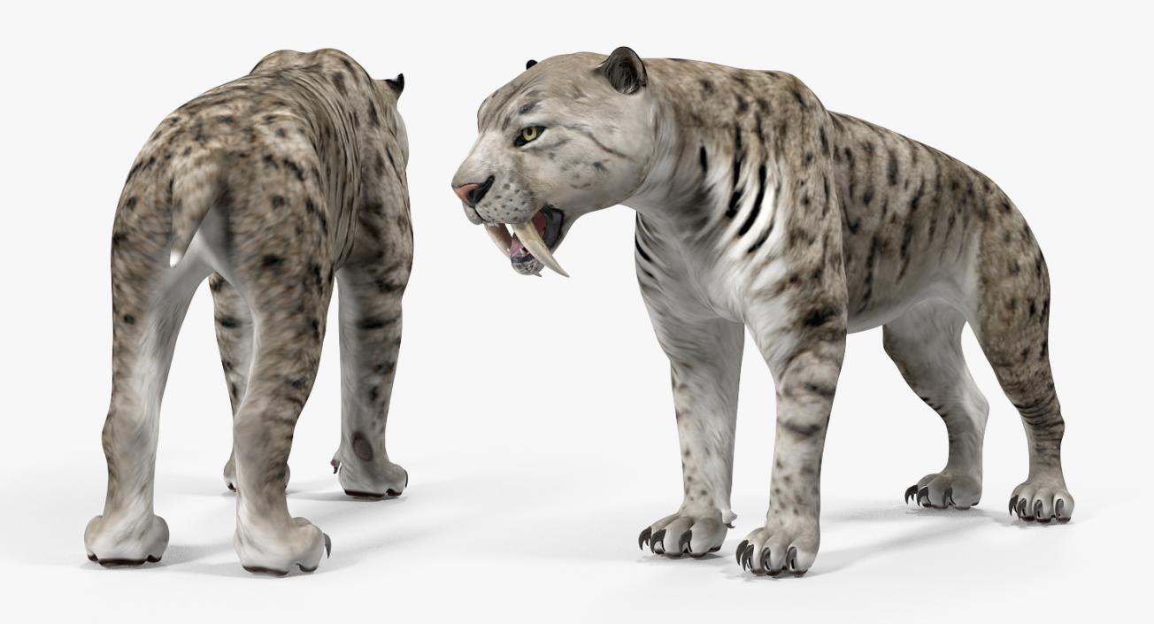 Arctic Saber Tooth Cat Rigged 3D model