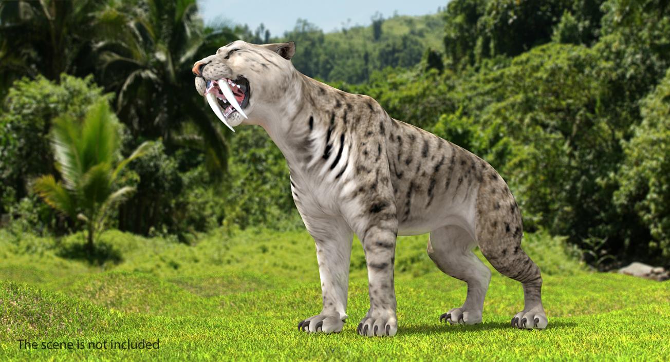 Arctic Saber Tooth Cat Rigged 3D model