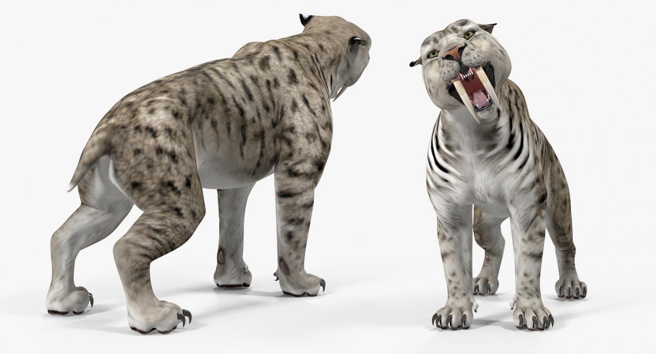 Arctic Saber Tooth Cat Rigged 3D model