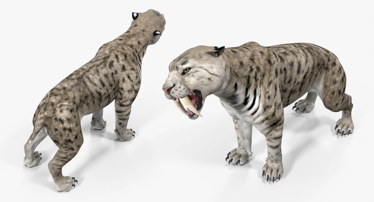 Arctic Saber Tooth Cat Rigged 3D model